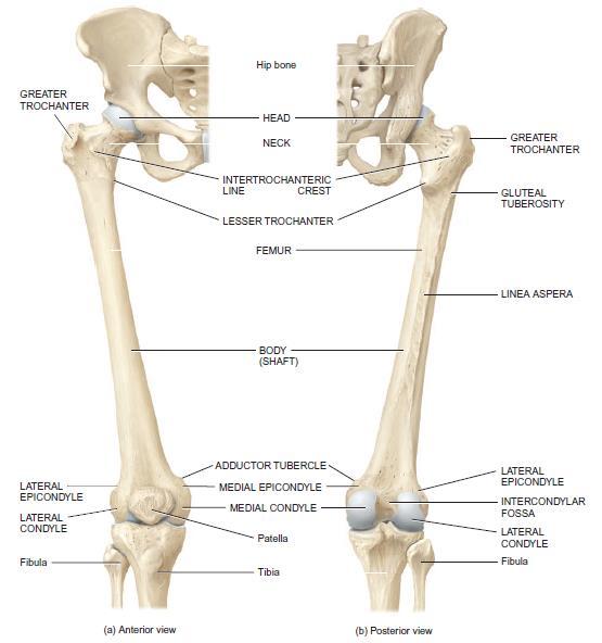 The femur, or thigh bone, is the longest, heaviest, and strongest bone in the body. Its proximal end articulates with the acetabulum of the hip bone.