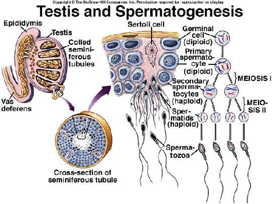Male Gonads, the Testes The testes, which produce sperm and male sex