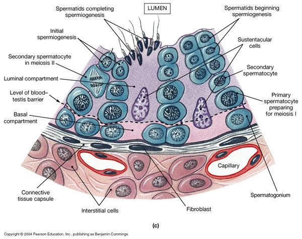 Interstitial cells (Testosterone) Testes originate in the abdominal