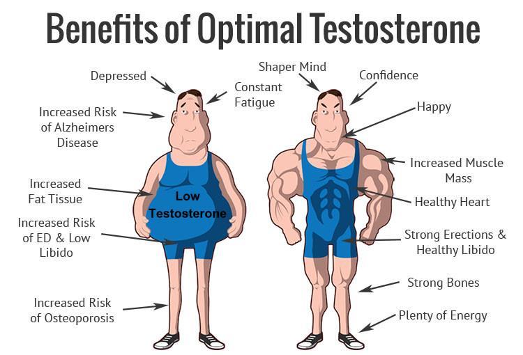 Testosterone Functions: Maturation of primary sex