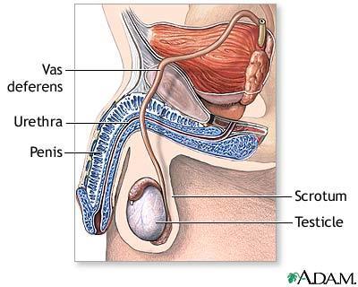 Male Reproductive System Genital Tract In males the testes, held outside the body in the