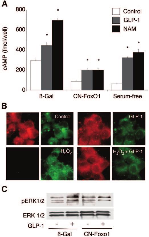 J. BUTEAU, M.L. SPATZ, AND D. ACCILI FIG. 3. GLP-1 effects on -cell proliferation and survival require FoxO1 inactivation.