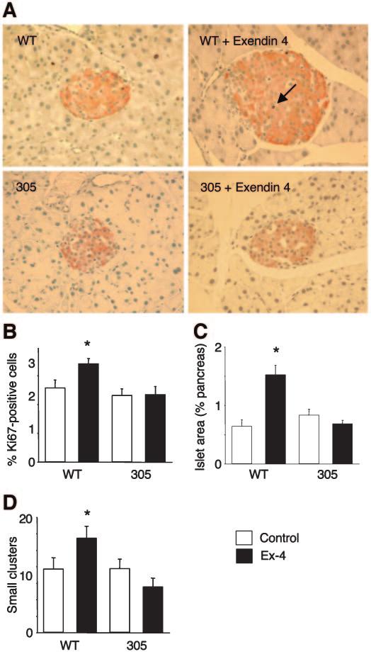FoxO1 MEDIATES GLP-1 EFFECTS ON -CELL MASS FIG. 5. Exendin4 action on pancreatic -cell area is blunted in transgenic mice with -cell specific expression of constitutively nuclear FoxO1.