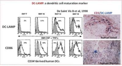 DC-LAMP Antibody (104G4) [DDX0190P-100] - Analysis of human lung