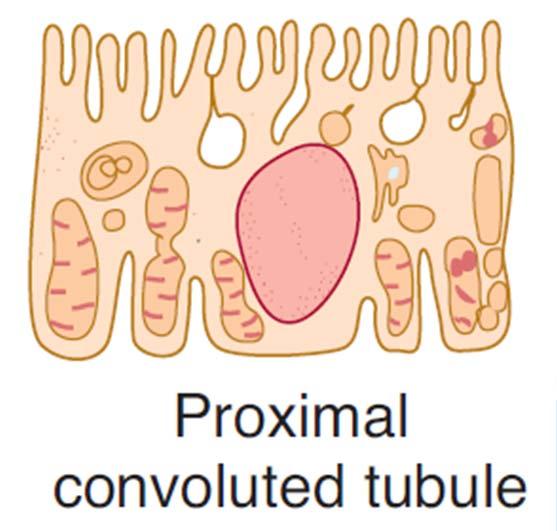 Structure of Nephron - Tubulus glomerulus proximal