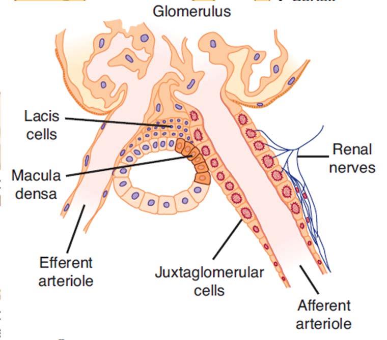 Structure of Nephron - Tubulus glomerulus proximal convoluted