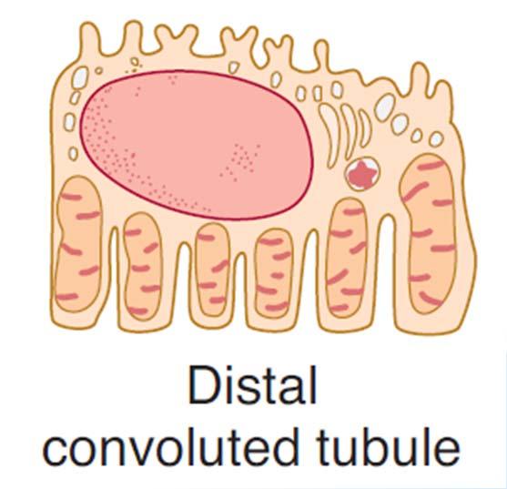 Structure of Nephron - Tubulus glomerulus proximal convoluted tubule loop of