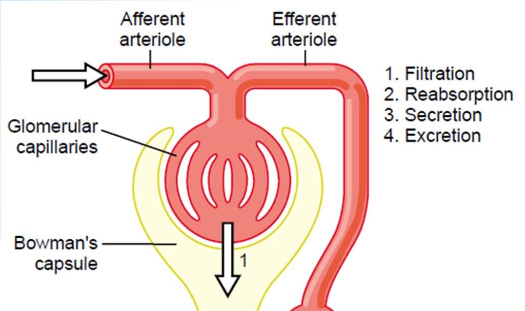 Urine Formation 1) Glomerular filtration 2) Tubular reabsorption 3)