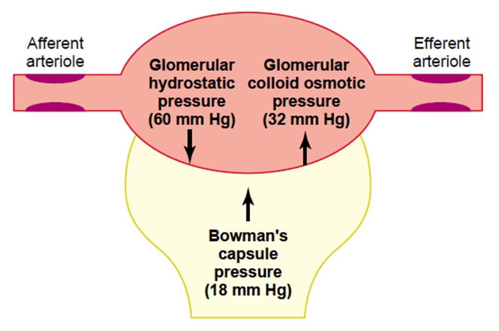 Urine Formation - Glomerular Filtration GFR = K f net filtration pressure P G π G Ganong s Review of Medical Physiology, 23 rd edition π B P B π B = 0 Guyton Hall.