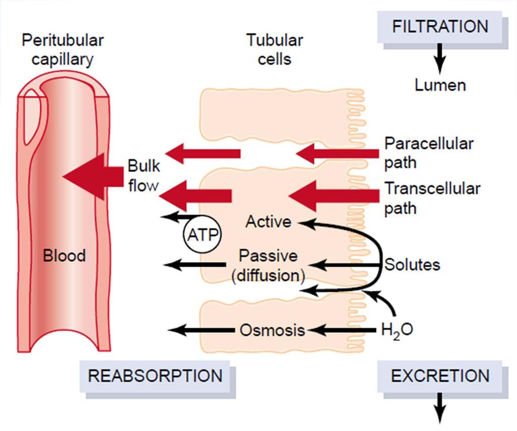 Urine Formation Tubular Processes Aktivní transportní