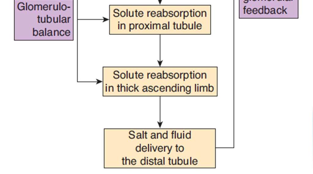 Urine Formation Tubular Processes Tubuloglomerular feedback