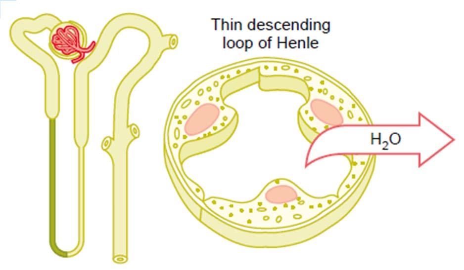 Urine Formation Tubular Processes Loop of Henle 1) thin descending part -