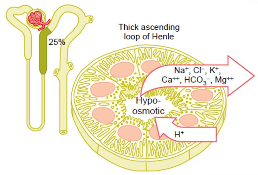 reabsorption of ions (Na + /K + /2Cl - symport), secretion of H +,