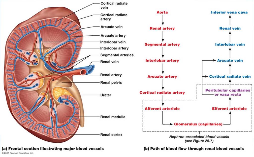 Structure of Kidney http://classes.