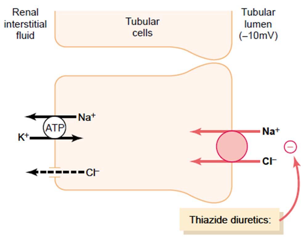 Urine Formation Tubular Processes 1) juxtaglomerular apparatus Distal