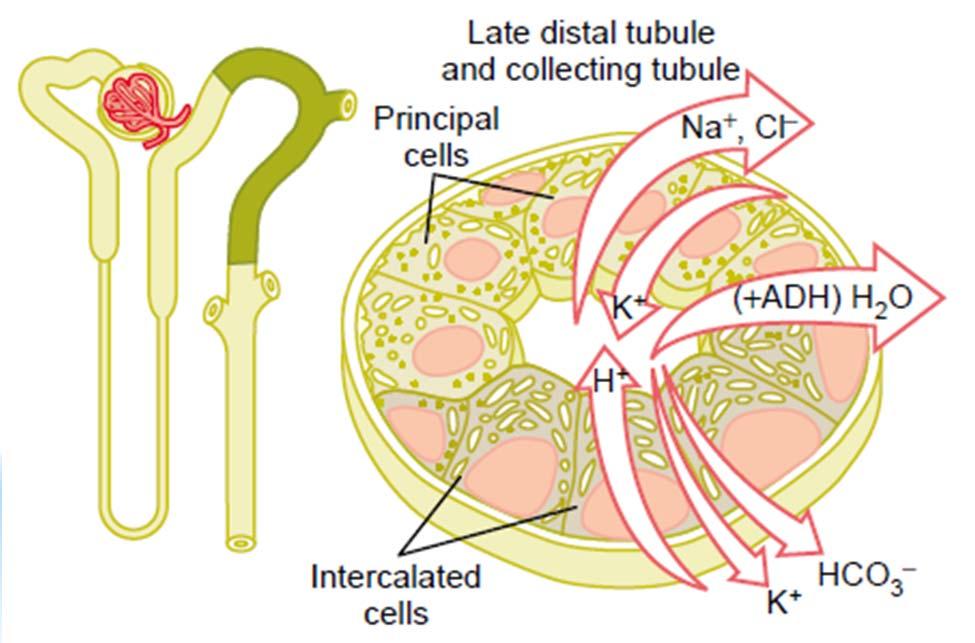 of Na + and water (ADH), secretion of K + 2)