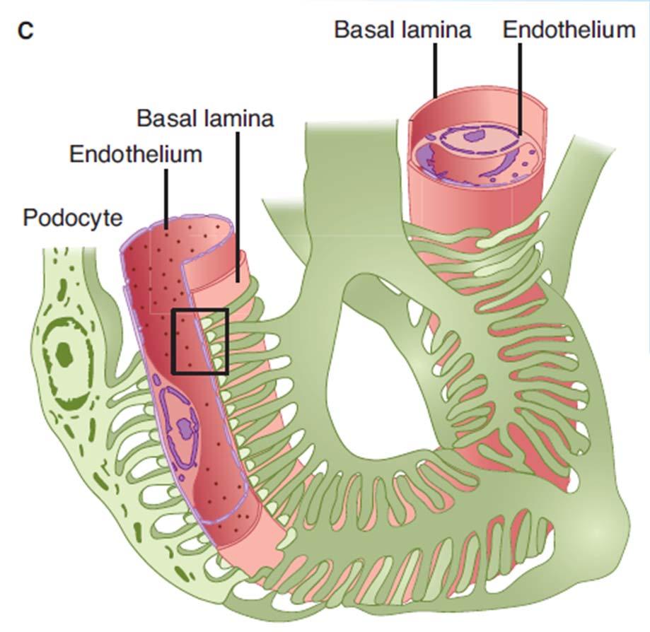Structure of Nephron - Glomerulus mesangial