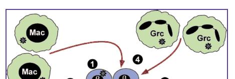 NODAT: cytomegalovirus 1. CMV-induced cytopathic effects on ß cells, 2.