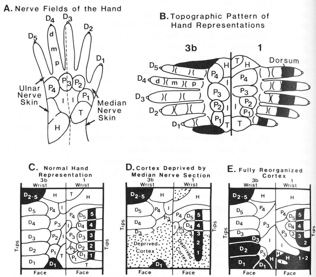 Reorganization of Cortex Median nerve sectioned to show fluidity of cortical organization (C) before (D)
