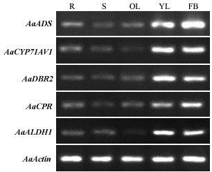 Fig S1. Semi-quantitative RT-PCR analysis of artemisinin biosynthesis genes from A. annua. Expression levels were measured using the primers listed in Table S3.