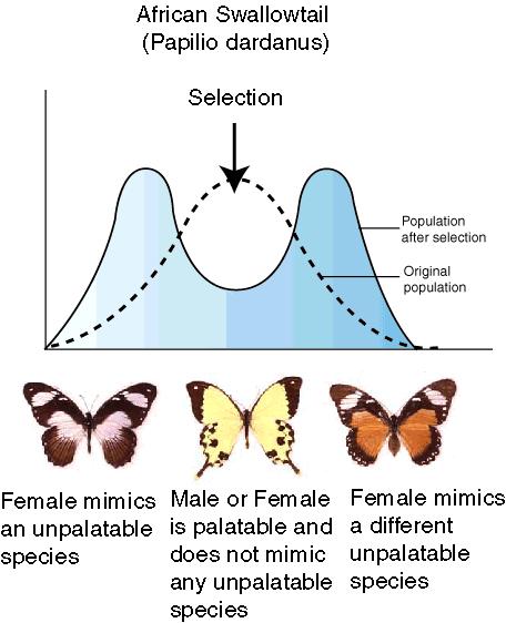 Diversifying or disruptive Female swallowtails are Batesian mimics