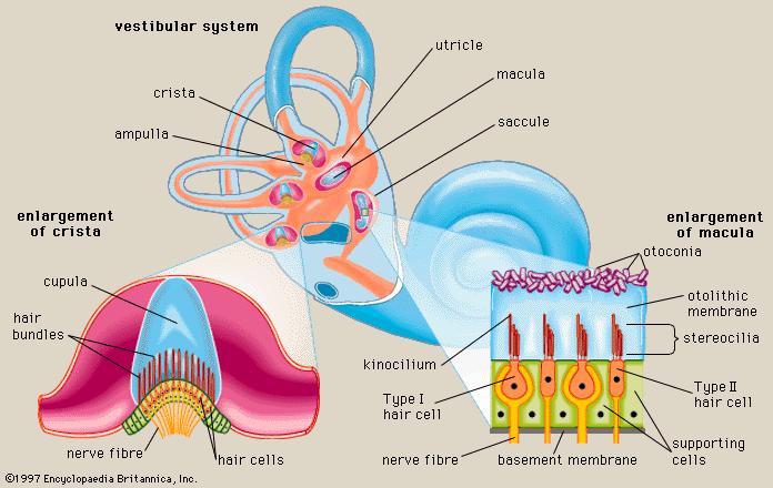 Semicircular canals Our vestibular system contains three semicircular canals: the horizontal (or lateral), the anterior (or superior) the posterior (or inferior) semicircular canal.