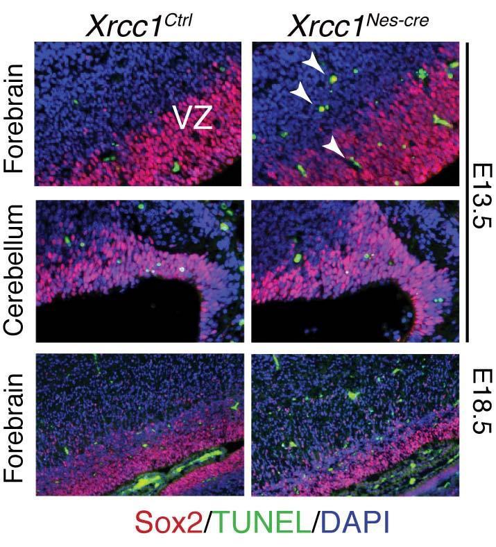 Lee et al, Genesis of cerebellar interneurons SUPPLEMENTARY DATA 10 Supplementary Figure 9. Comparative analysis of progenitor cells in the ventricular zone of Xrcc1 Nes-cre embryos.