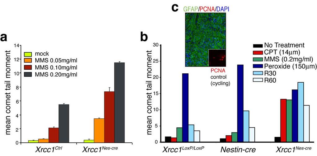 Lee et al, Genesis of cerebellar interneurons SUPPLEMENTARY DATA 3 Supplementary Figure 2. DNA repair in Xrcc1-deficient primary granule neurons and cortical astrocytes.