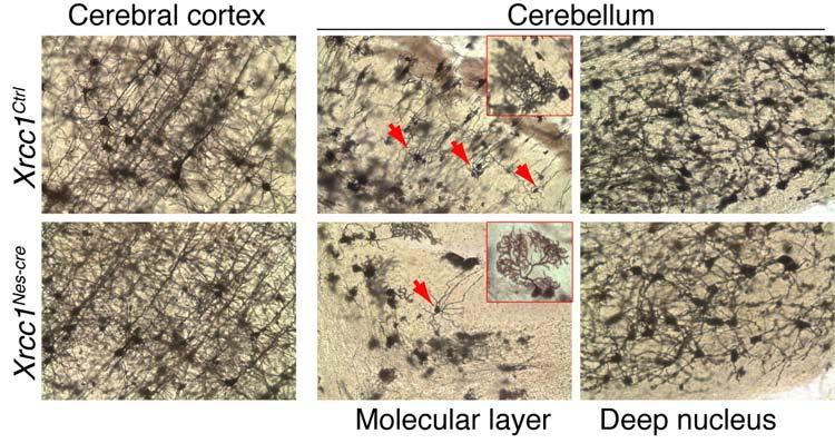 Lee et al, Genesis of cerebellar interneurons SUPPLEMENTARY DATA 7 Supplementary Figure 6. Visualization of neuronal morphology using Golgi staining.