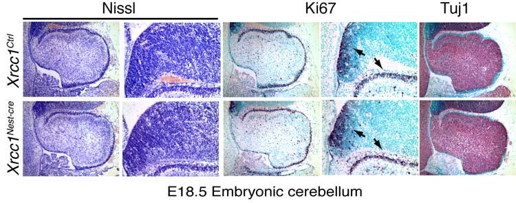 Lee et al, Genesis of cerebellar interneurons SUPPLEMENTARY DATA 9 Supplementary Figure 8. Normal embryonic Xrcc1 Nes-Cre cerebellar development.