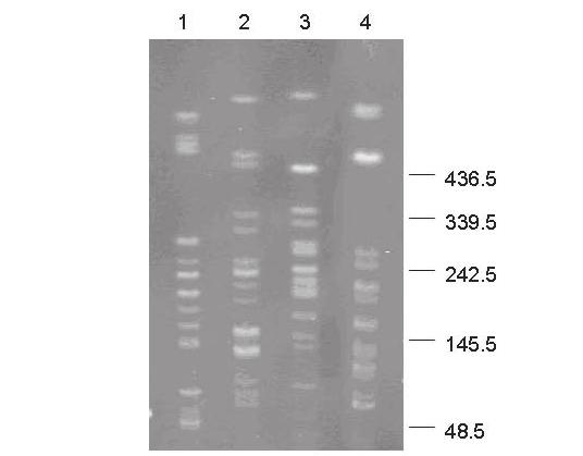 except isolates KP-163 (ertapenem MIC of 4 μg/ ml), and more resistant to imipenem (MICs, 32 μg/ml) (Table 1).