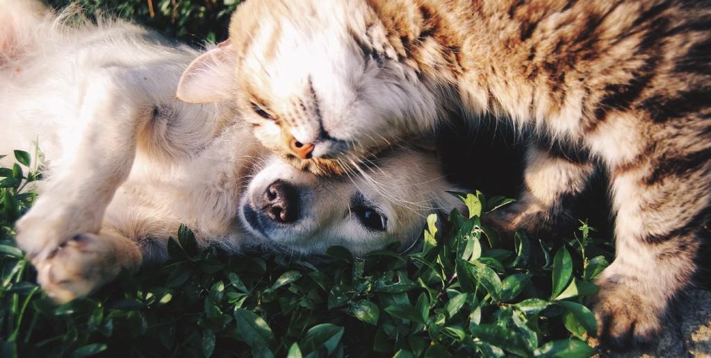 Creating Happier, Healthier Pets We all love our four-legged friends and like us, they deal with health problems.