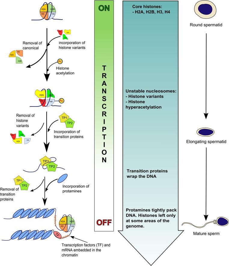 Reprod Med Biol (2013) 12:133 149 135 Fig. 1 Major chromatin changes during spermiogenesis.