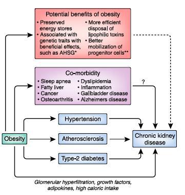 Consequences of Obesity in Kidney