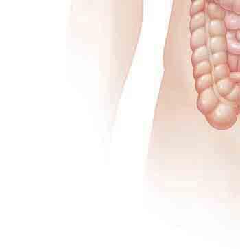 The small intestine receives the food from the stomach.
