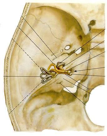 SPECIAL SENSES VIII - VESTIBULO- COCHLEAR VIII to 1) cochlea - hearing 2) semicircular canals -