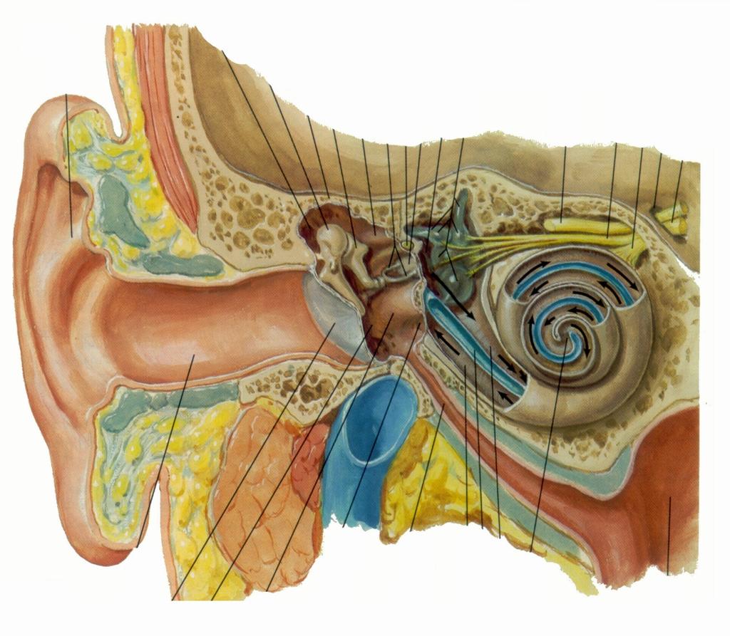 OUTER EAR Tympanic Membrane = Ear Drum EAR MIDDLE EAR INNER EAR in Temporal bone - Sounds (pressure waves in air) produce vibration of