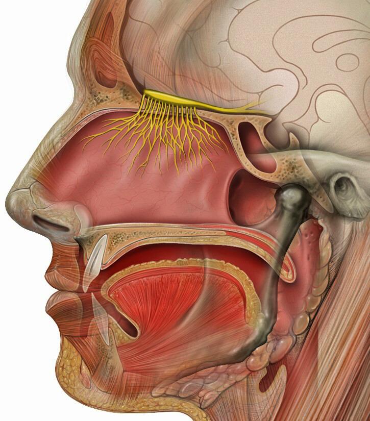 CRANIAL NERVE I - OLFACTORY I - OLFACTORY NERVE - SMELL TEST: SMELL ODORS (note: not ammonia; pain in