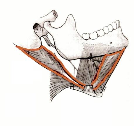 PTERYGOID OPEN MOUTH - LAT.