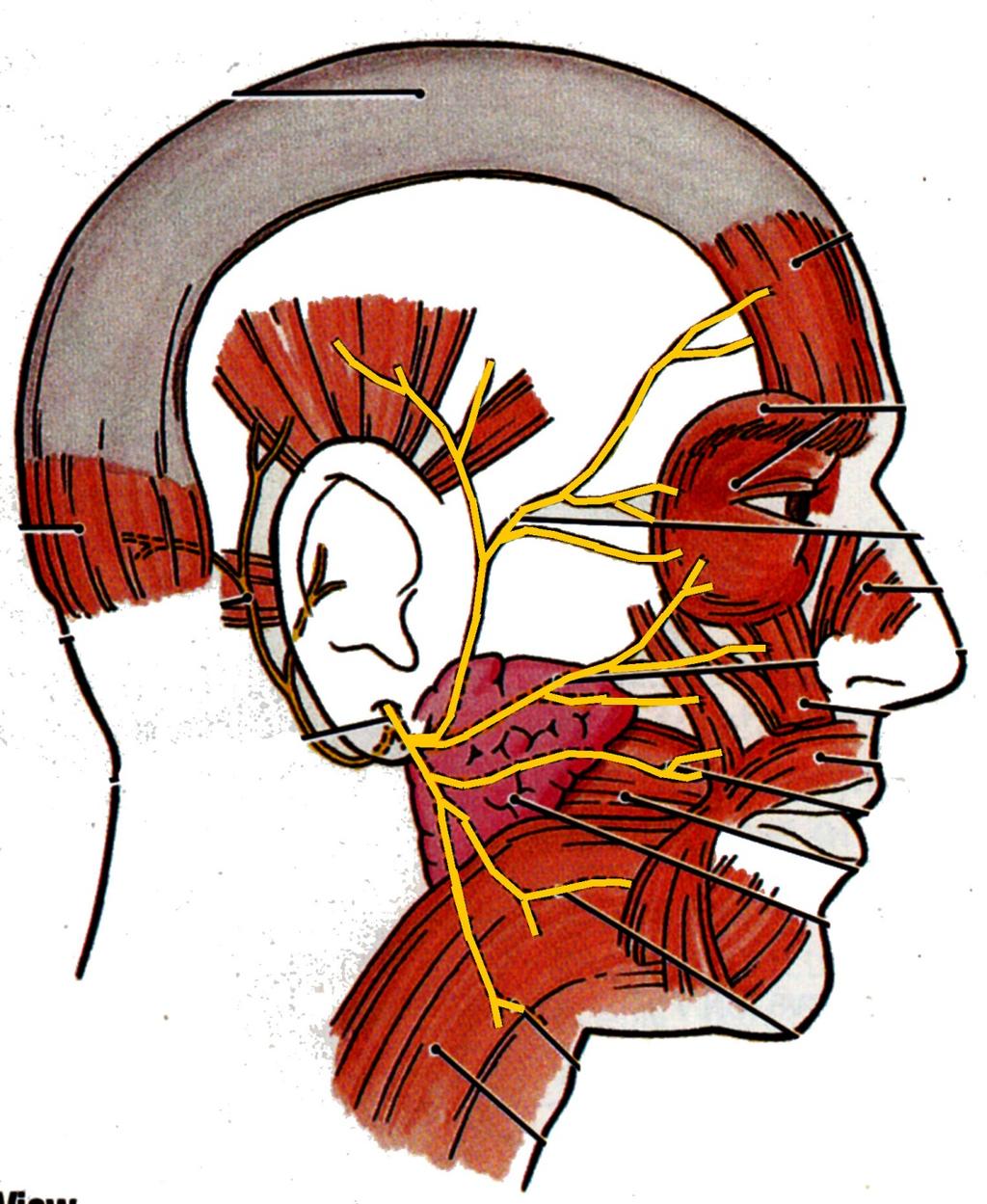 MOTOR INNERVATION TO MUSCLES OF FACIAL EXPRESSION - FACIAL NERVE (CRANIAL NERVE