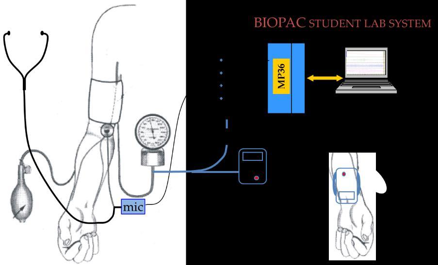 Figure 3. The measurement set-up (ECG electrodes are not indicated) 3. Follow the calibration steps shown in the Journal of BSL Lessons: tap (or blow) twice on the diaphragm gently.