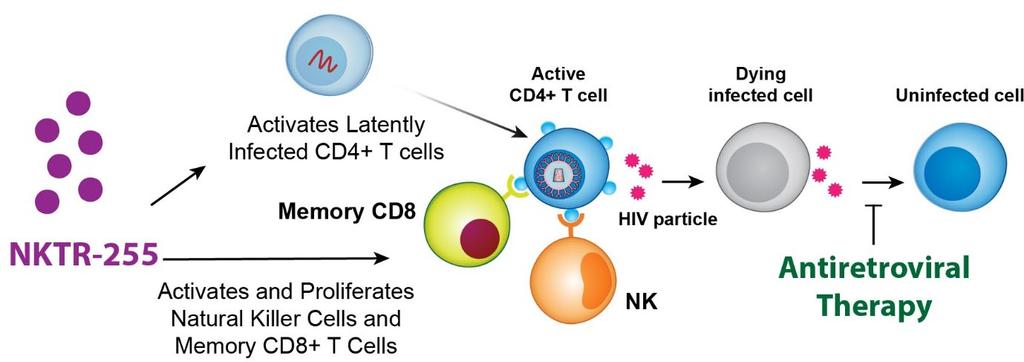 NKTR-255: Applications in Virology NKTR-255 can uncover or activate latently infected memory CD4+ T cells NKTR-255 NKTR-255 also activates and proliferates NK cells and memory CD8+ T cells to target