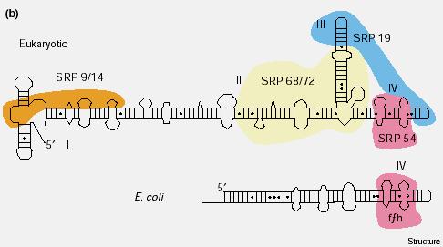 Structure of SRP SRP54 protein in eukaryotes and ffh protein in prokaryotes bind domain IV of SRP RNA and forms the core