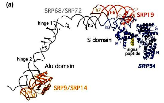 Mammalian SRP consists of one 7S RNA and 6 different proteins.