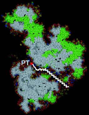Ribosomal tunnel and the translocon The peptide bonds are made in the