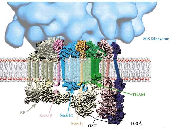The co-translational translocon that works with the ribosome contains the Translocon Associated Protein TRAM.