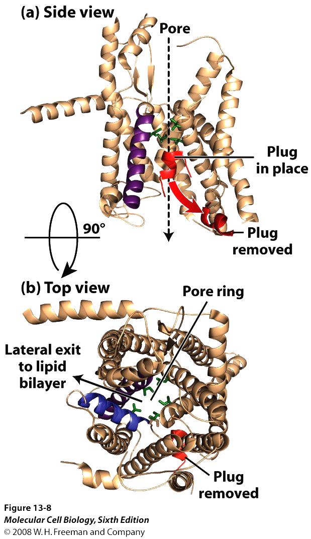 The ribosome forms a tight seal with the opened translocon so that the permeability barrier is maintained.