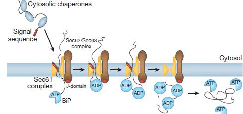 Post-translation protein translocation into the ER.