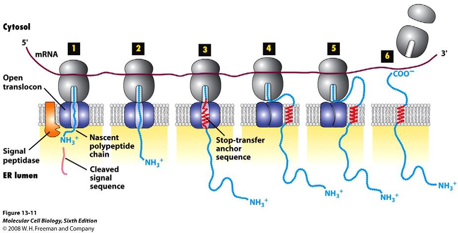 Protein insertion into the membrane.