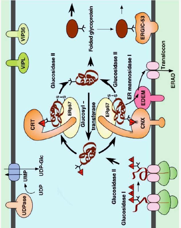 Helenius, A. and Aebi, M. (2004) Roles of N-linked glycans in the endoplasmic reticulum.